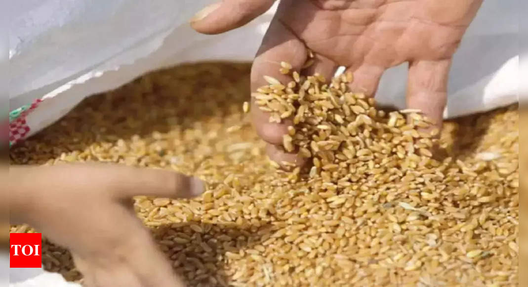 Government estimates 300-320 lakh tonne wheat procurement this year, up by 23% | India News - Times of India
