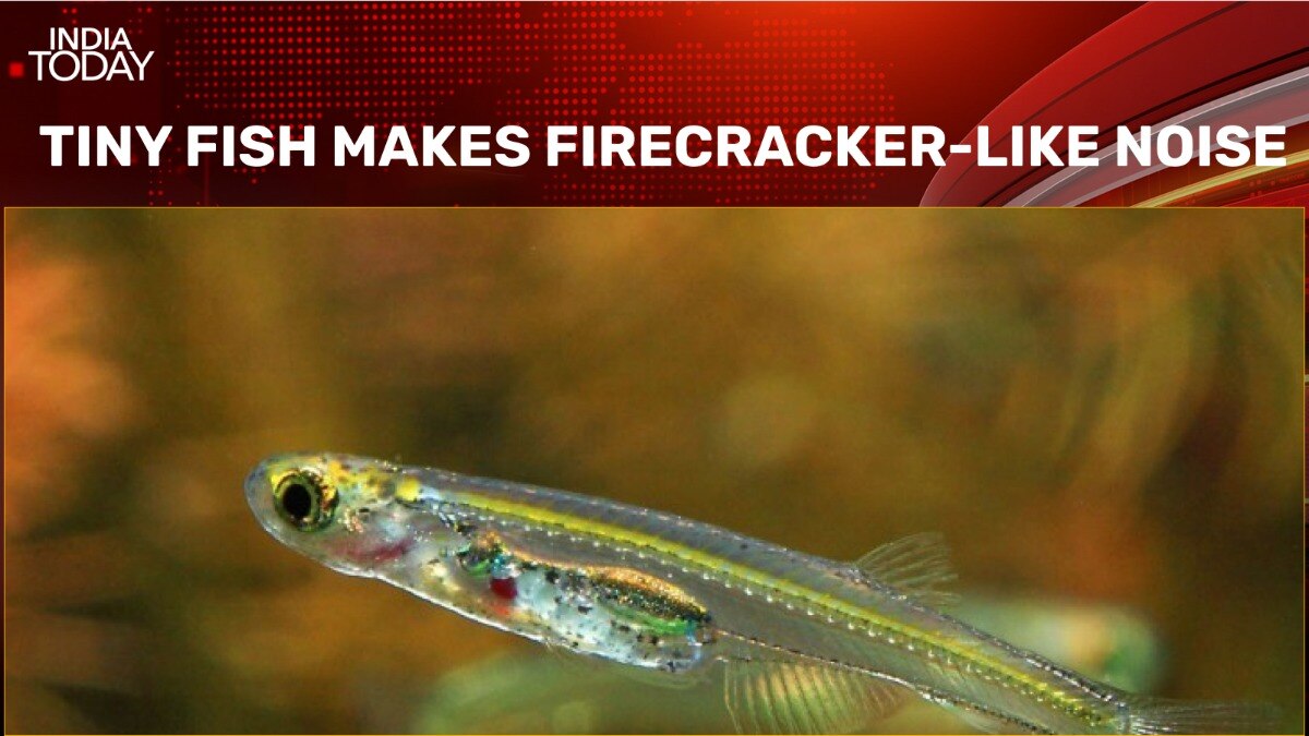 Too loud for such a tiny fish: Scientists want to know the trick