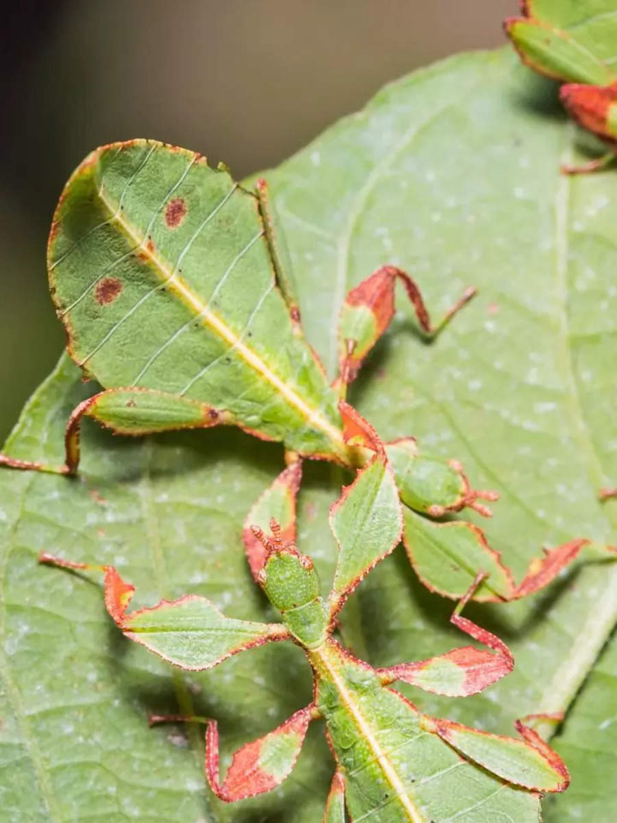 10 animals with amazing camouflaging abilities