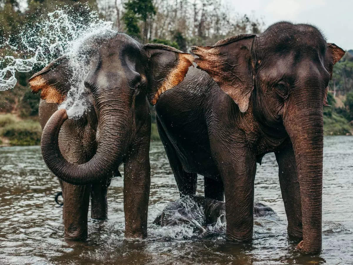 8 types of elephant found around the world  | The Times of India