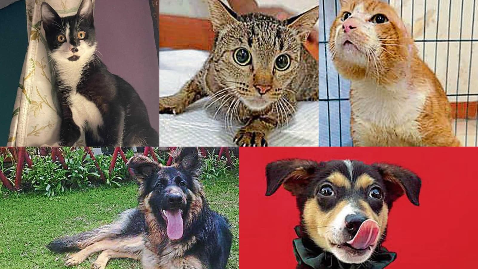 Adopt A Pet: Look, a furry BFF is waiting for you in Delhi-NCR!