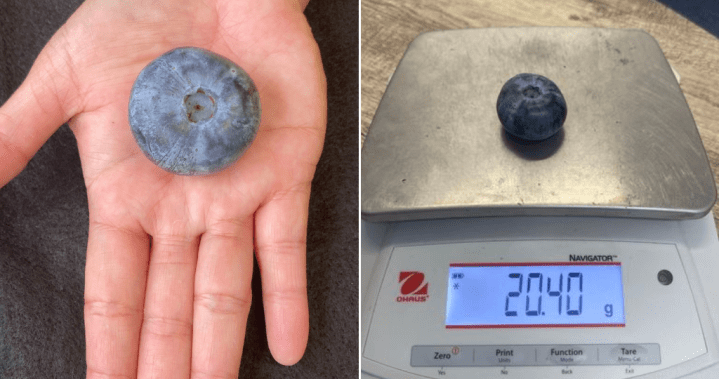 Berry, berry big: Massive Australian blueberry shatters world record – National | Globalnews.ca