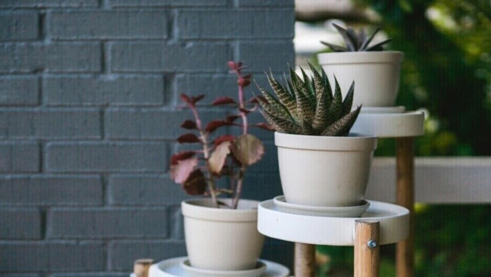 Best house plant stands to elevate your greenery game: Top 10 picks for stylish and functional display options