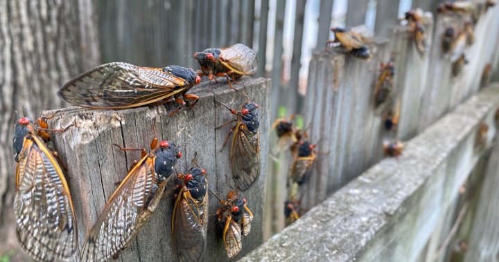 Billions of cicadas emerging amid rare double brood. Will Canadians get to see? – National | Globalnews.ca