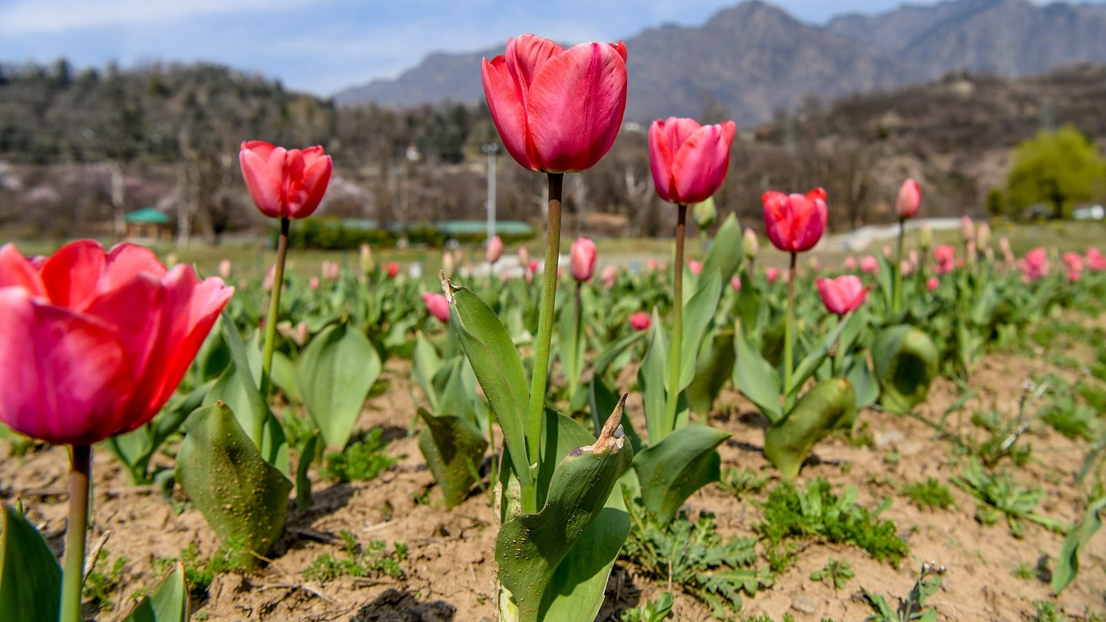 Blooming beauty: Asia's largest tulip garden opens its gates to tourists