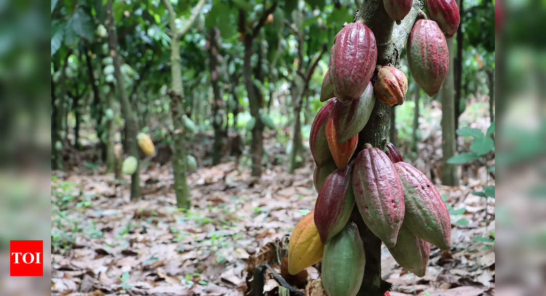 Cocoa is more expensive than copper – Times of India