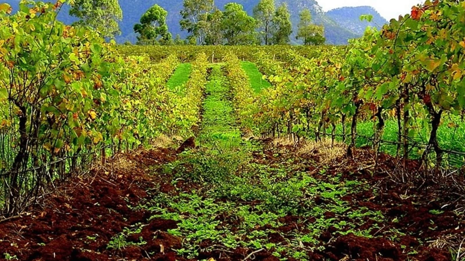 Crisp whites and bold reds in Hunter Valley, Australia’s oldest wine region