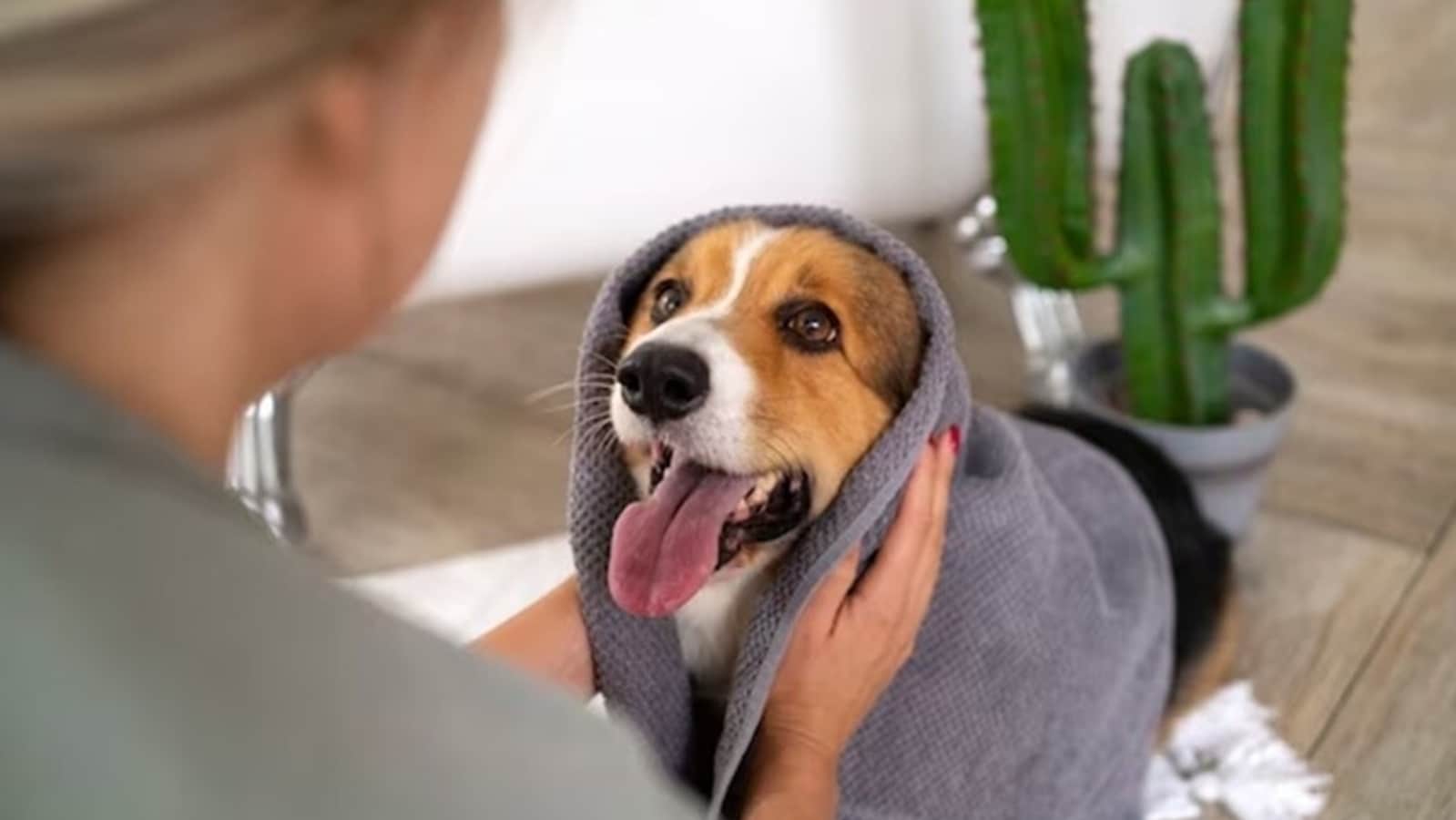 Dry food diets to dental chews, expert tips to protect your dog's oral health