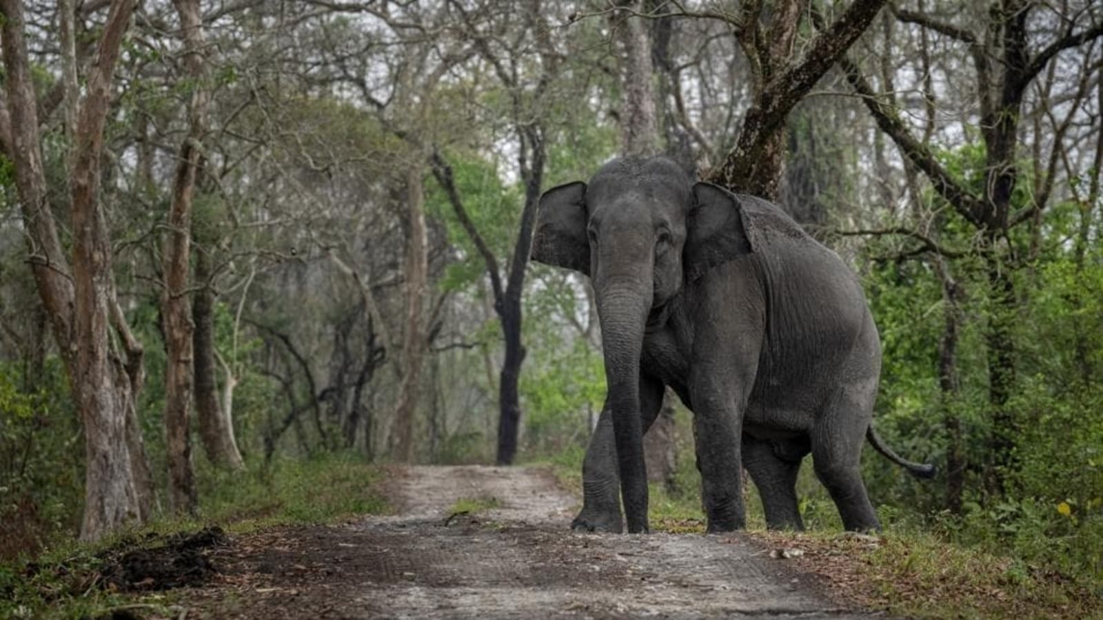 Elephant burials and human grief: Exploring depths of animal sentience, emotion of death