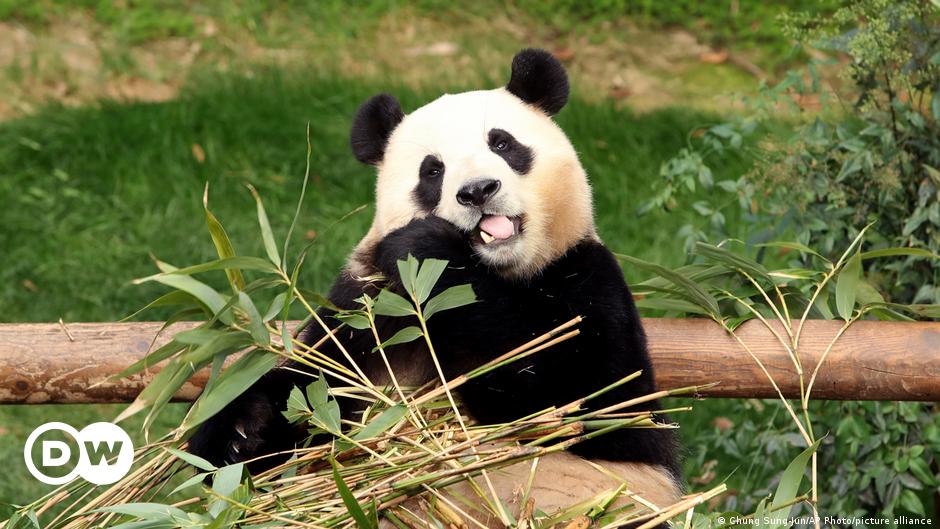 Farewell Fu Bao: South Korea says goodbye to giant panda – DW – 03/03/2024