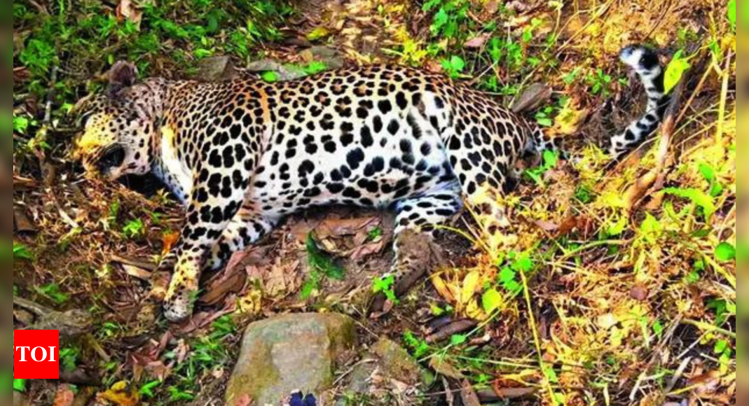 Female leopard found dead in Pandalur forest range | India News – Times of India