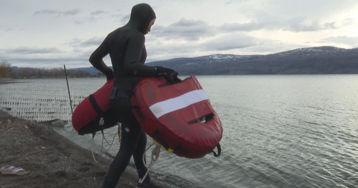 Freedivers train in Okanagan Lake - Okanagan | Globalnews.ca