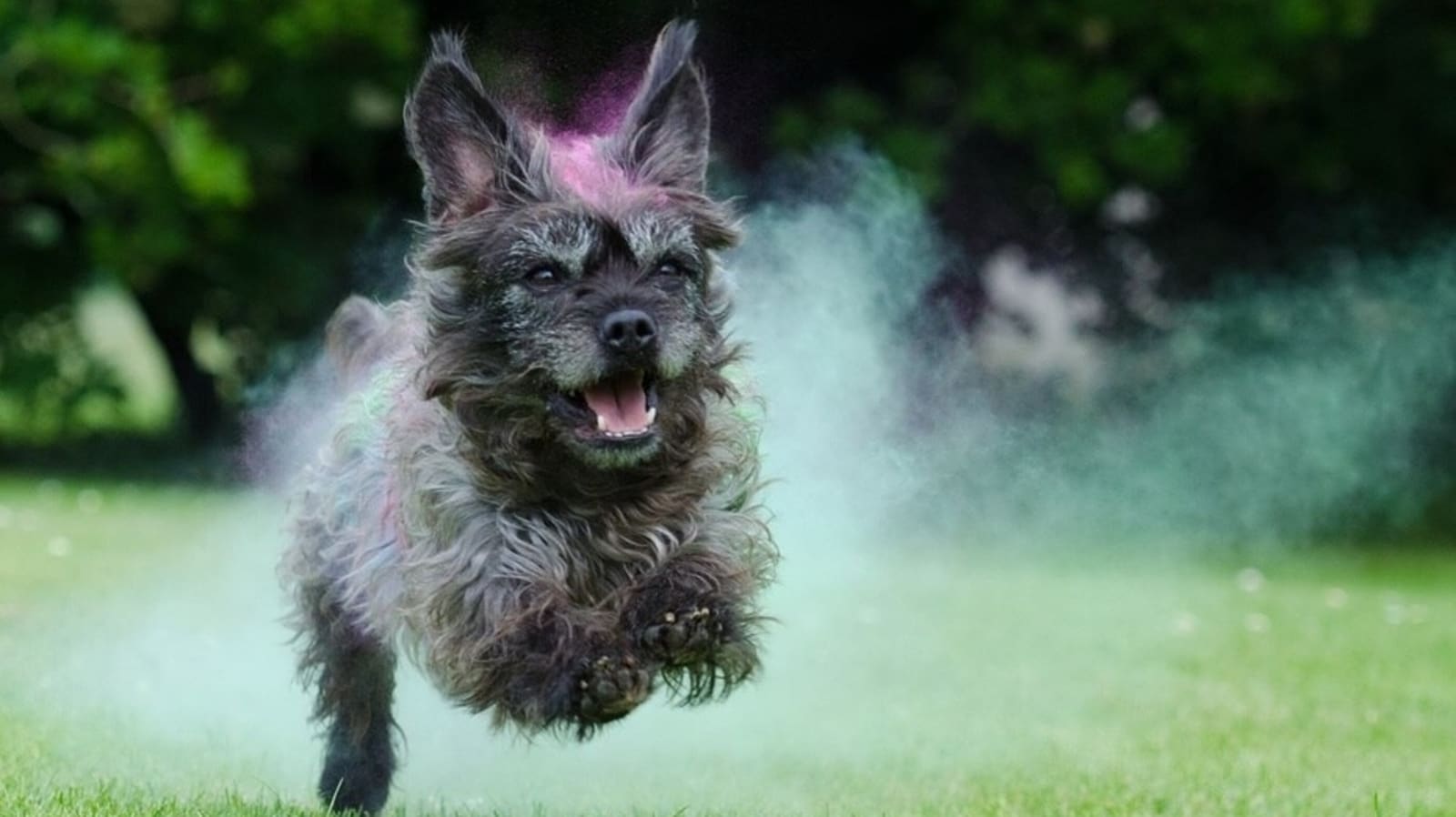 Holi 2024: How to celebrate a pet-friendly Holi, protect your furry friend from toxic colours