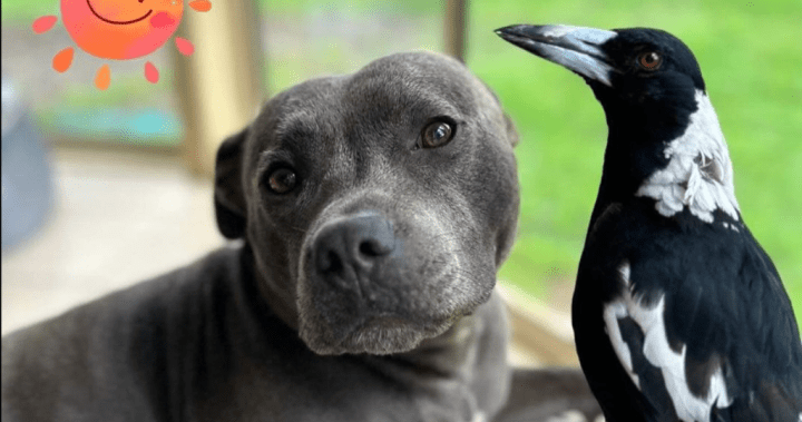 Molly the magpie reunited with dog best friend after public outcry – National | Globalnews.ca