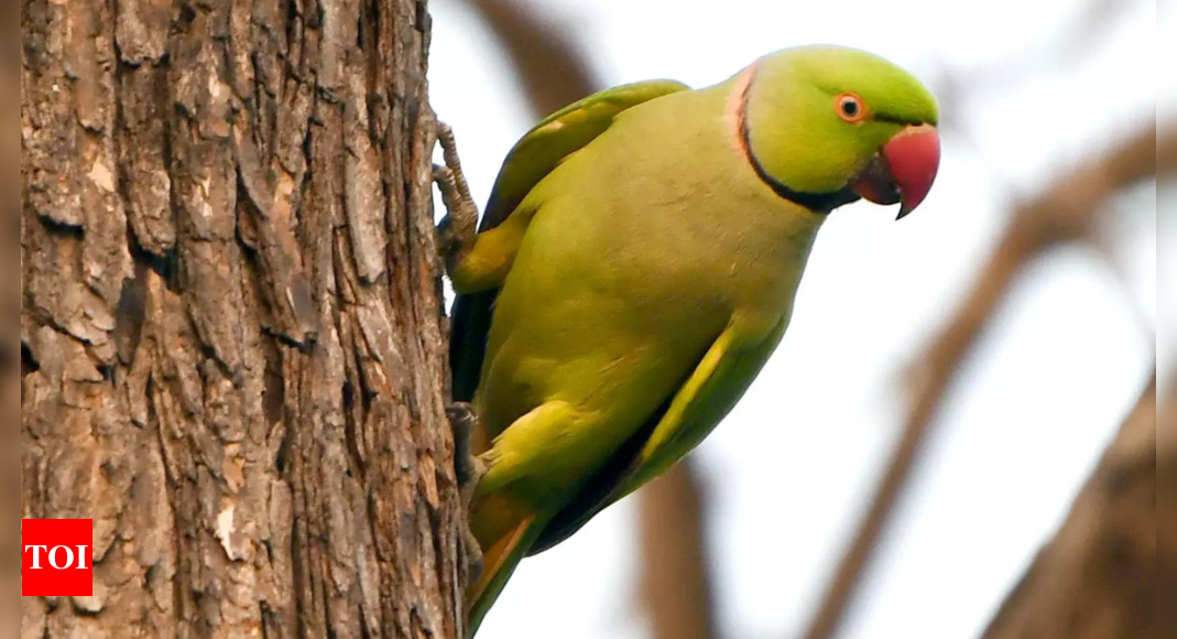 Parrot fever outbreak claims lives of 5 in Europe: What is this new deadly outbreak – Times of India