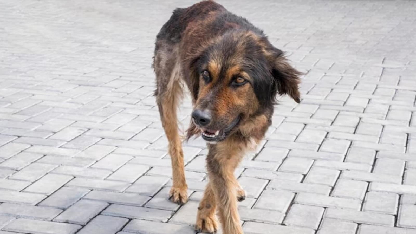 Rabies: Can someone still die after receiving vaccination post dog bite? Experts discuss