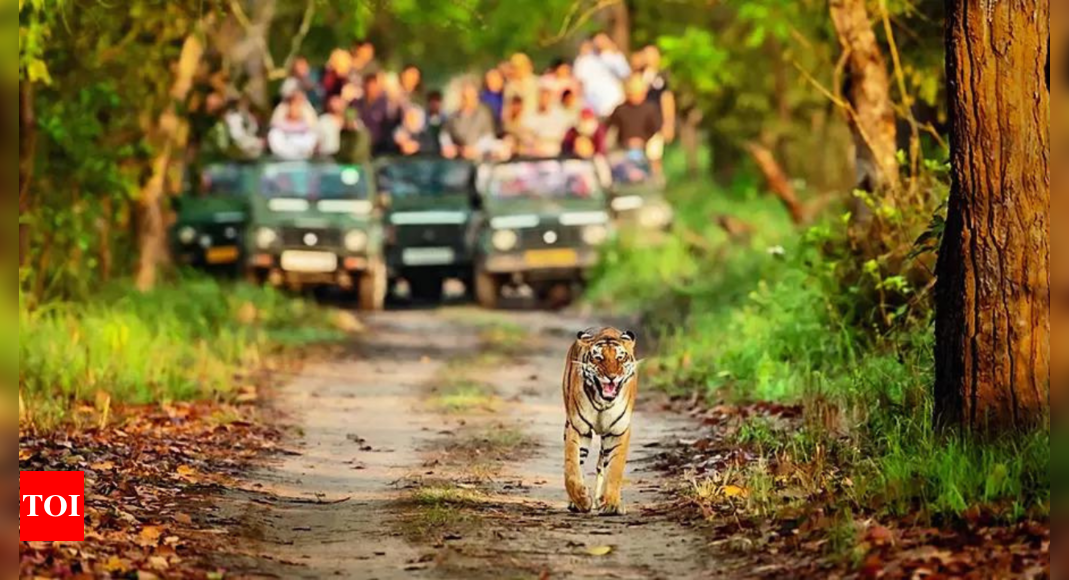 Safaris in buffer zones of tiger reserves get SC nod | India News - Times of India