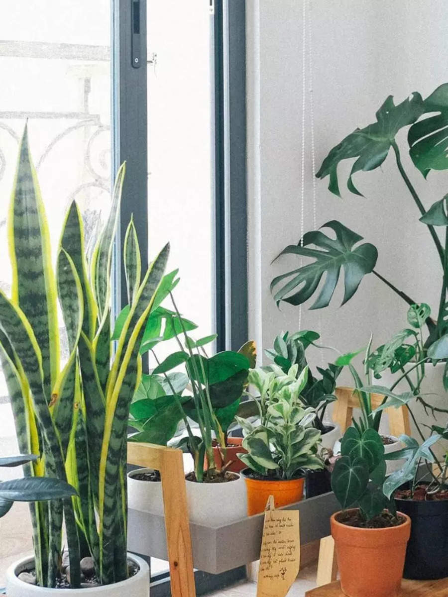 Top 10 easy-to-manage indoor plants