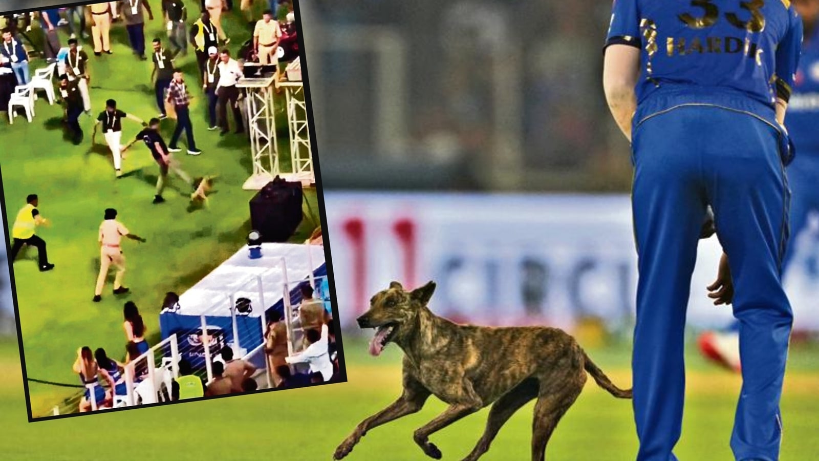 Treated like a dog: PETA, animal rights activists slam field staff of IPL