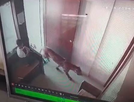Watch: 13-Year-Old Saw A Leopard Entering A Room, Quickly Locked It Inside
