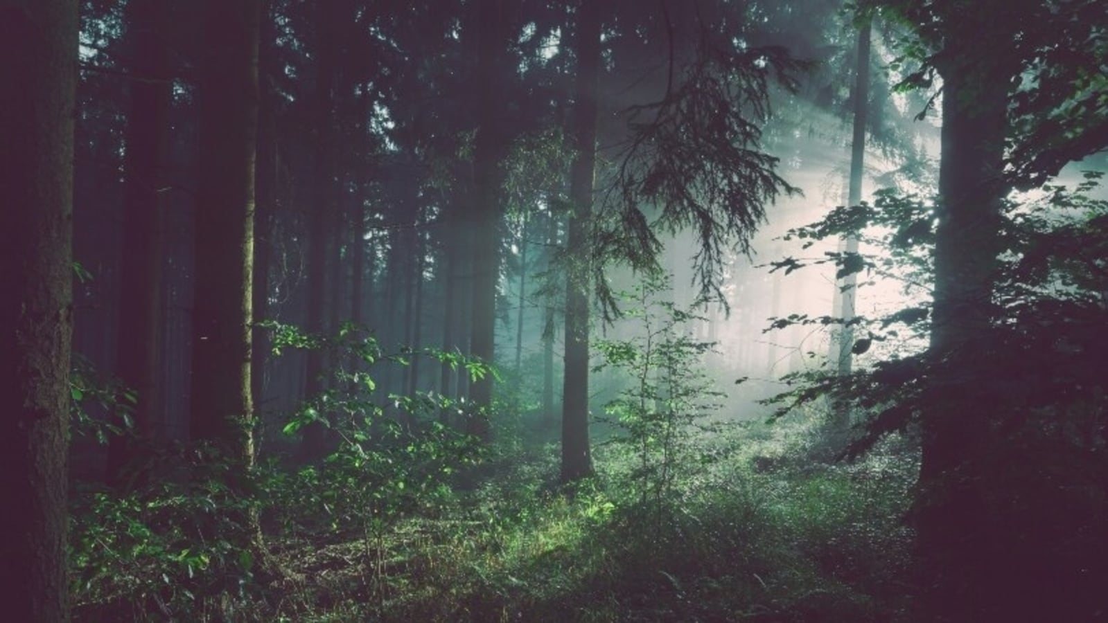 World Forestry Day 2024: Date, history, significance and all that we need to know