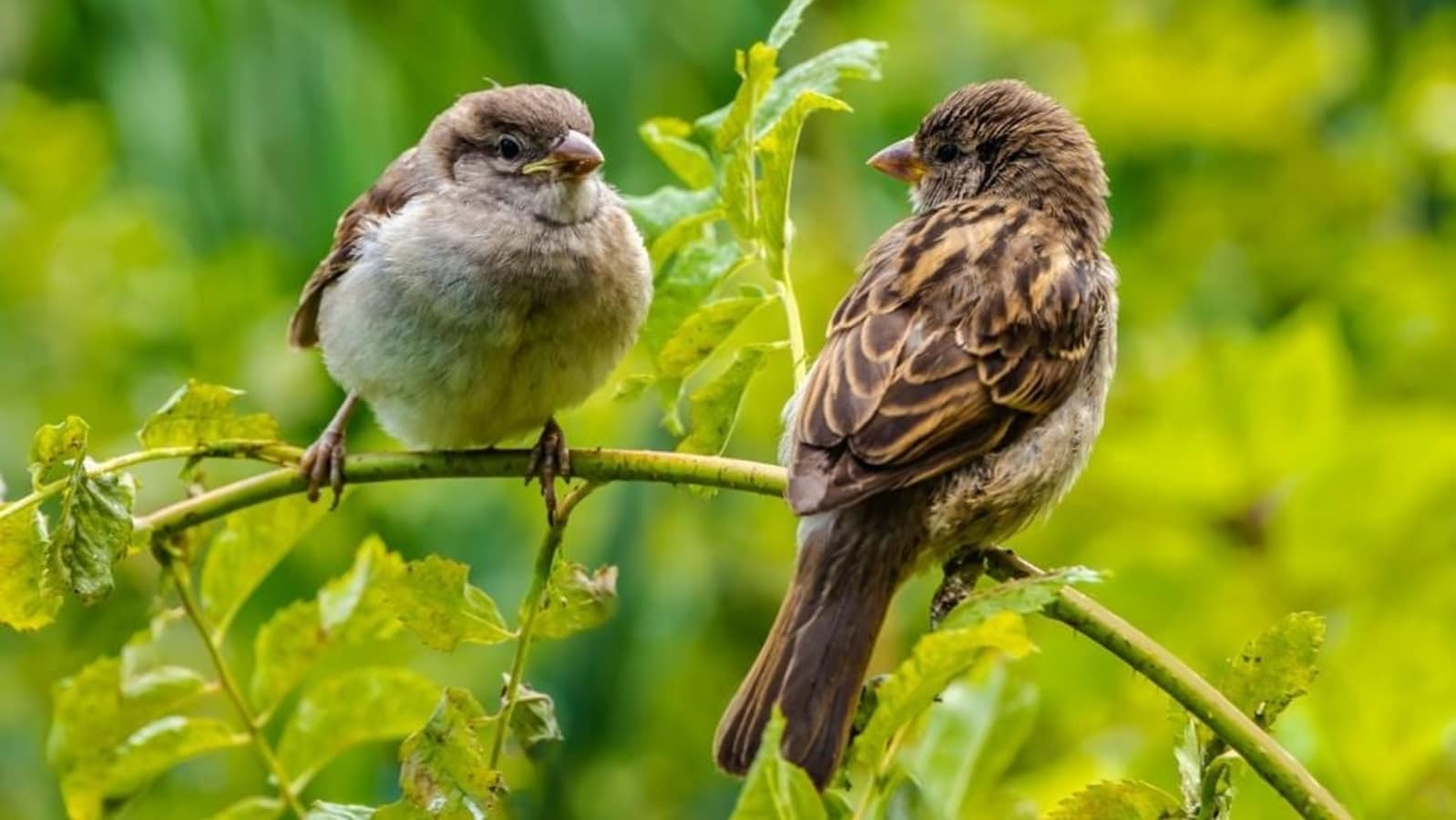 World Sparrow Day 2024: Date, history, significance and everything that you need to know