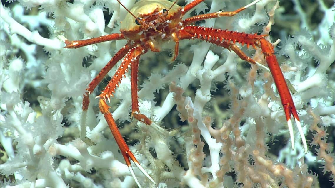 In this image provided by NOAA Ocean Exploration, a squat lobster perches on healthy Desmophyllum pertusum coral approximately 100 miles east of the Florida Atlantic coast in June 2019.