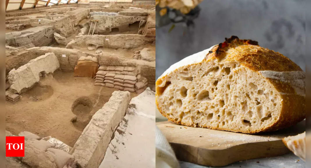 World’s Oldest Bread: 8,600-year-old world’s oldest bread found in Turkey | – Times of India