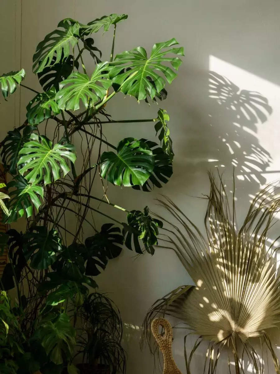 ​Indoor plants that are perfect for apartments