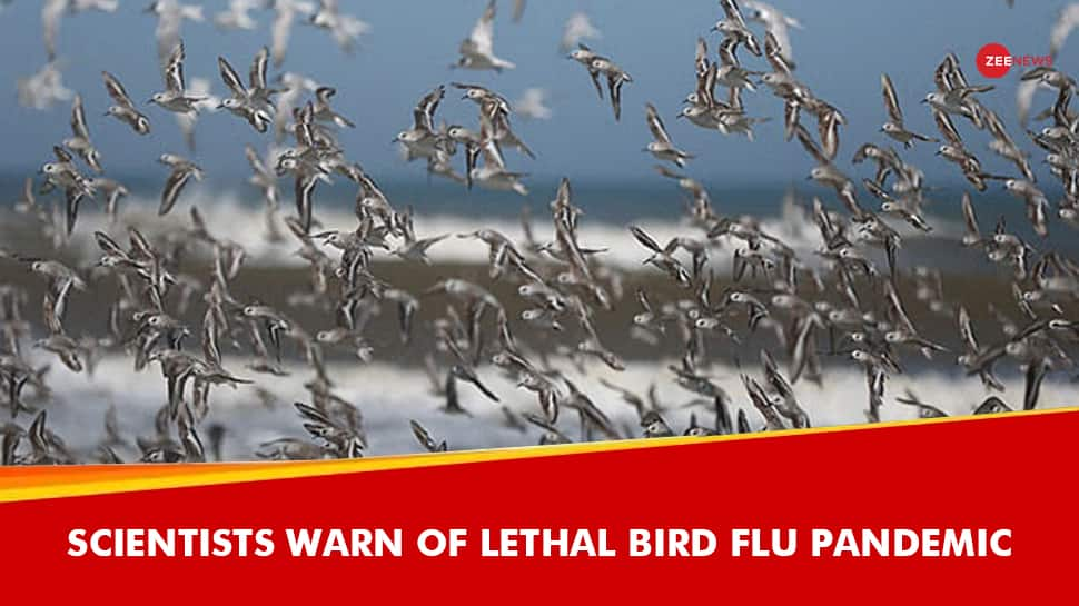 100 Times Worse Than Covid: Scientists Warn Of Lethal Bird Flu Pandemic