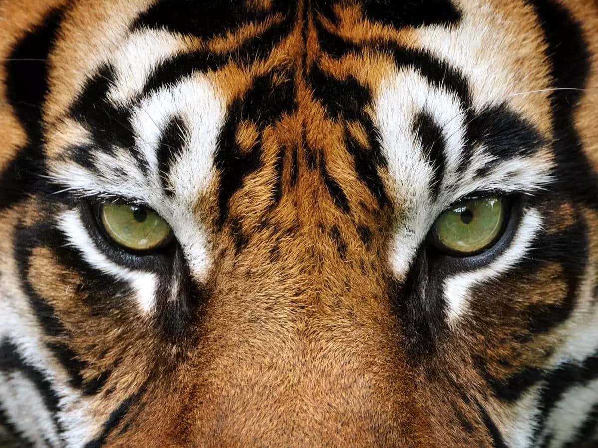 6 powerful signs that show you have the mind of a tiger  | The Times of India