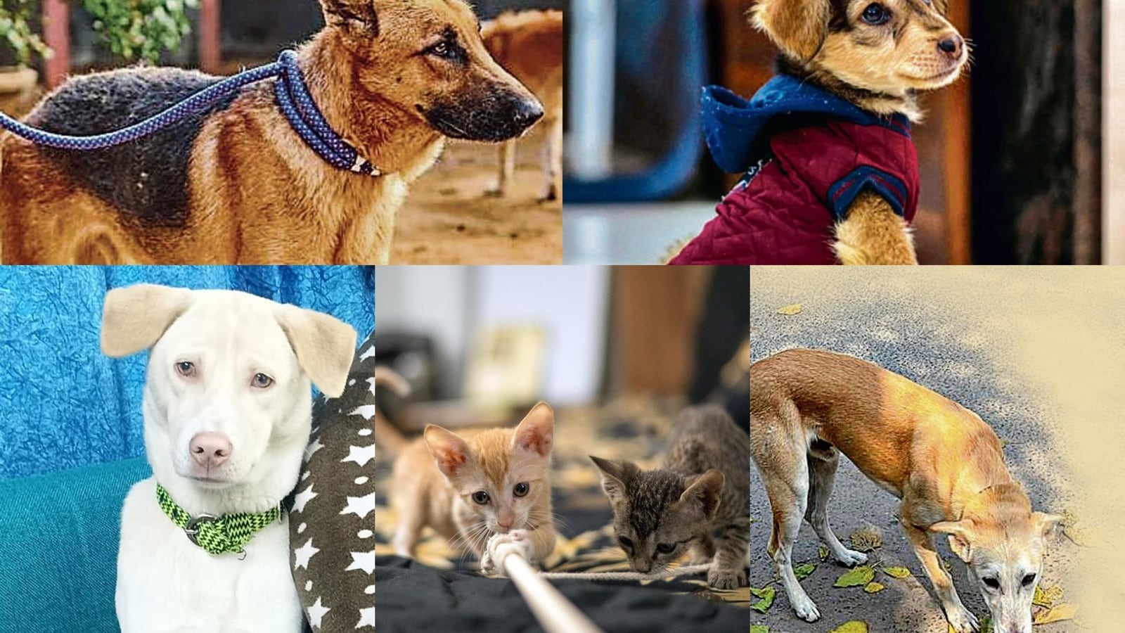 Adopt A Pet: Delhi-NCR folks, your furry pal for a lifetime is waiting!