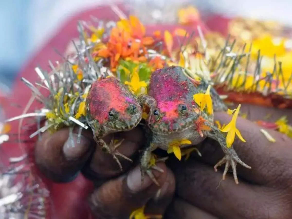 All about the unique ritual of frog weddings in India  | The Times of India