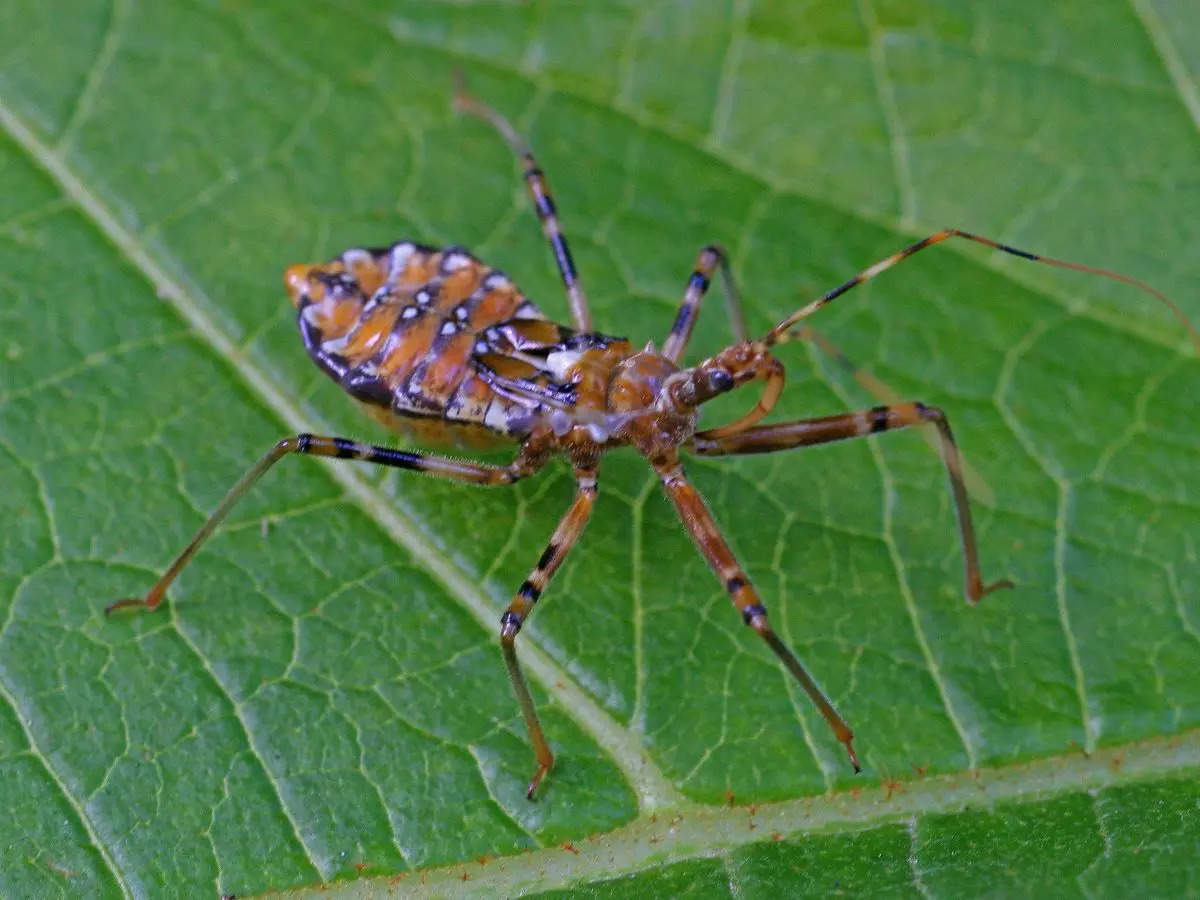 Animals that kill the most people every year  | The Times of India