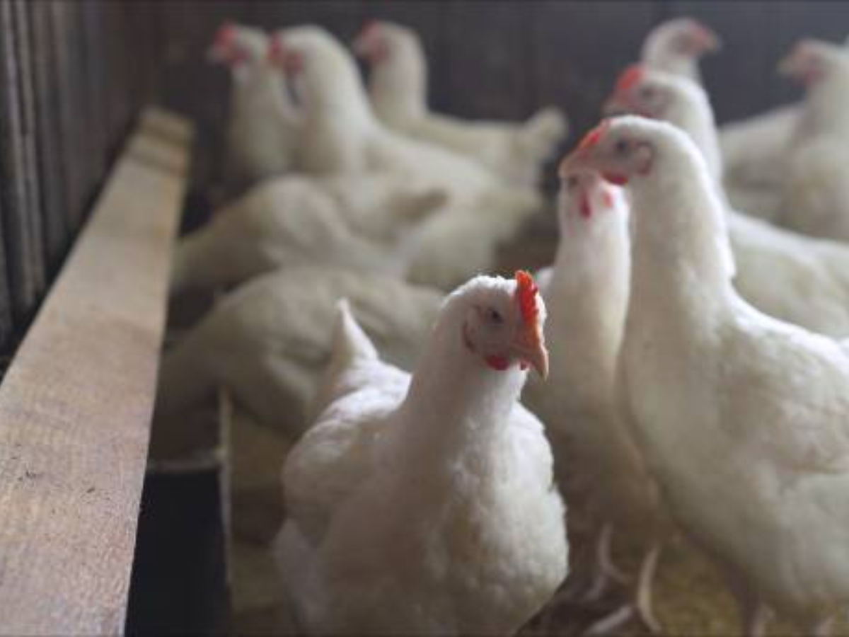 Bird Flu: H5N1 bird flu in humans: What do we know so far