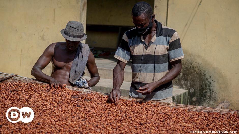 Bitter chocolate: Africa’s cocoa farmers suffer price hikes – DW – 04/22/2024