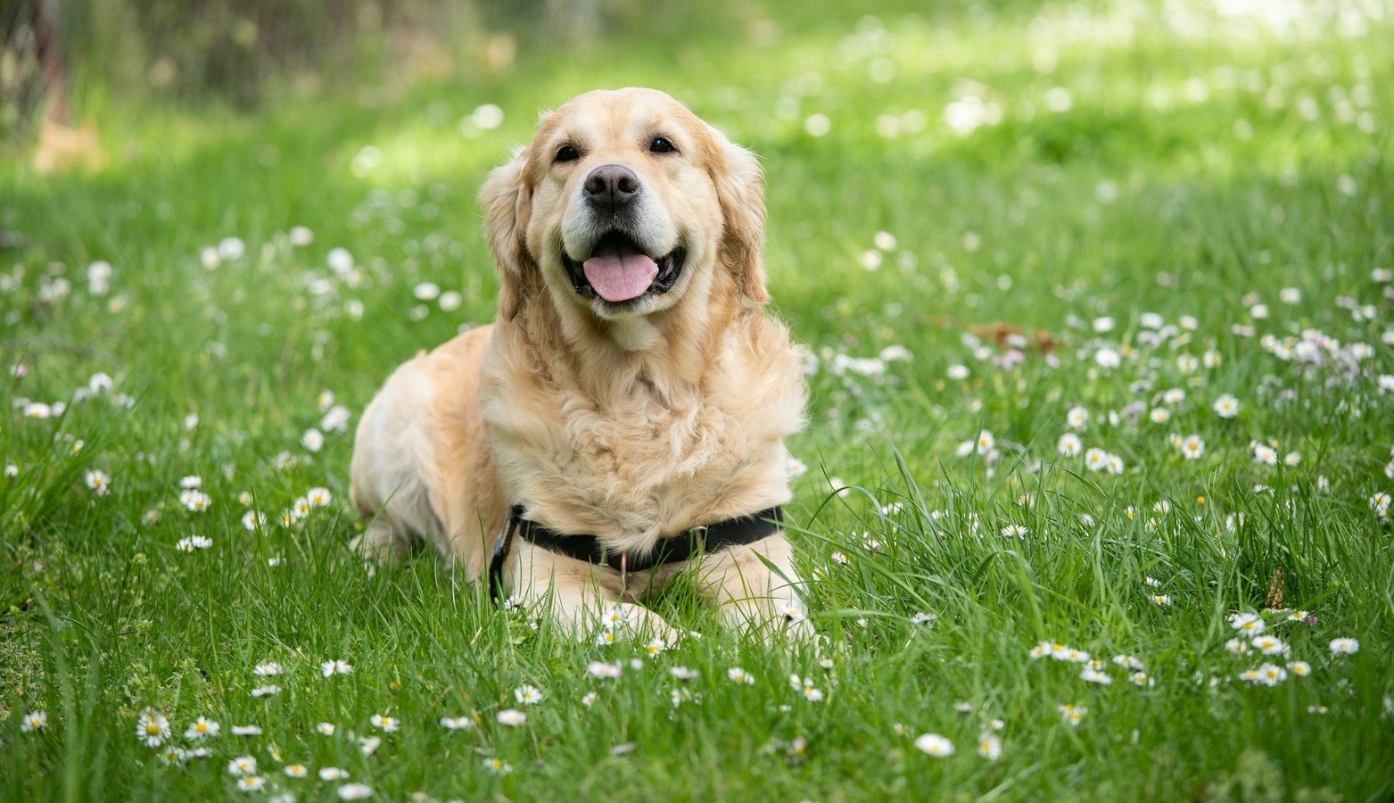 Bringing home a Labrador? From exercises to diet tips, here’s your complete care guide for a healthy and happy companion