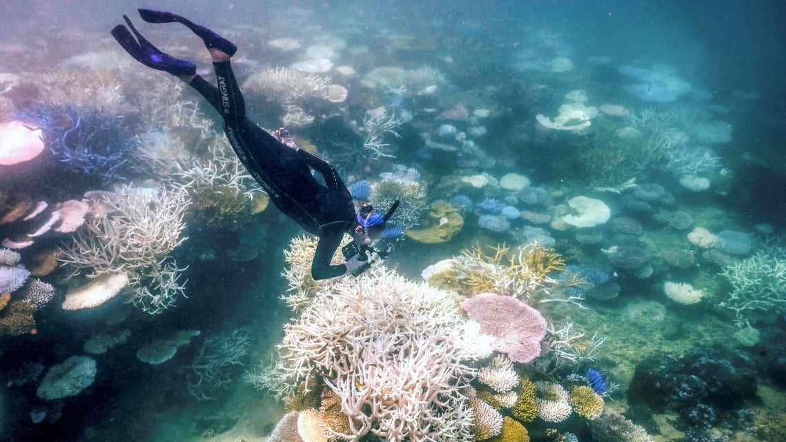 Coral reefs experiencing fourth global bleaching event: NOAA