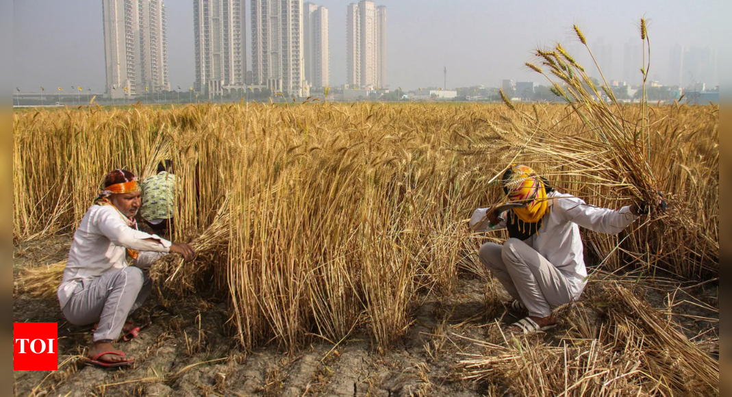 Government to buy 50L tonnes of wheat from UP, Rajasthan, Bihar this yr | India News – Times of India