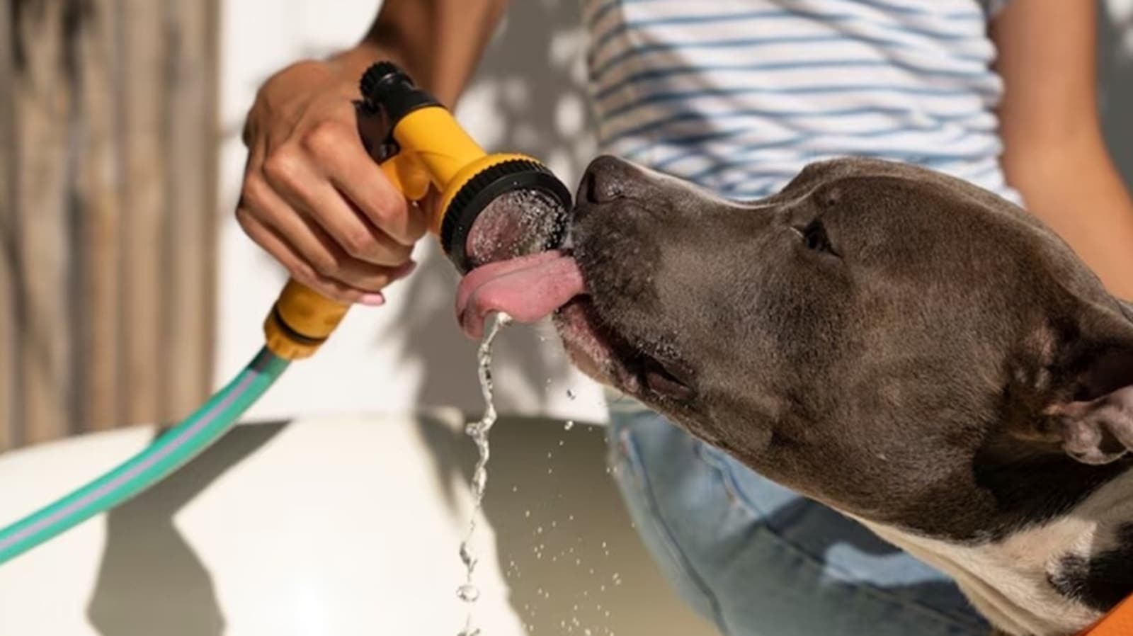 Heatwave ahead: Tips to take care of your animal companion during harsh summer