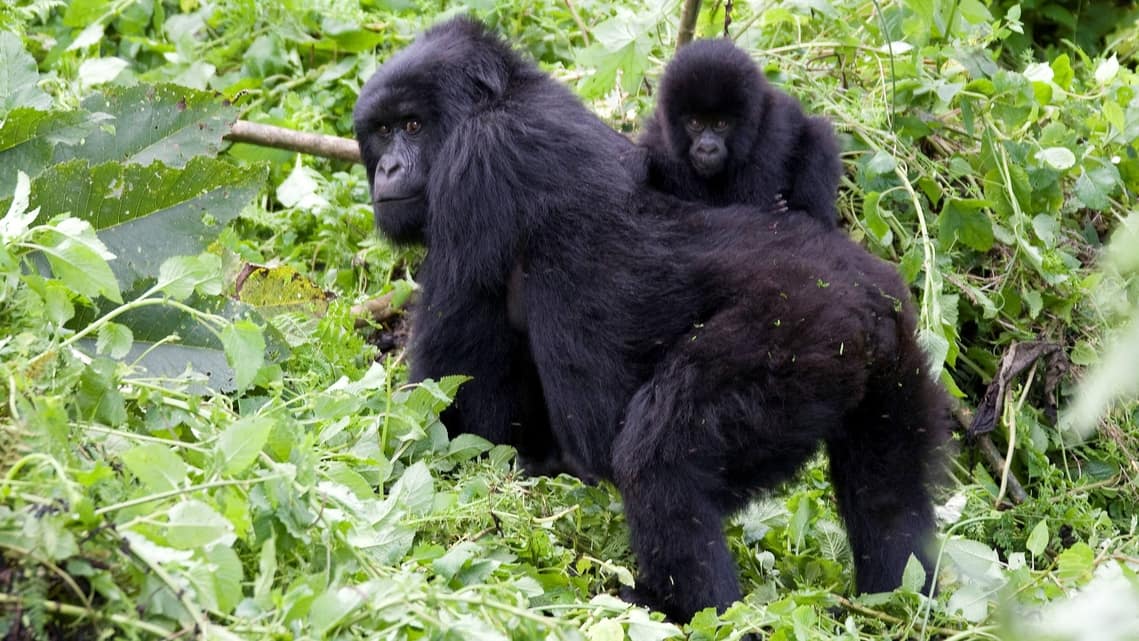 FILE PHOTO: A baby mountain gorilla rides on her mother