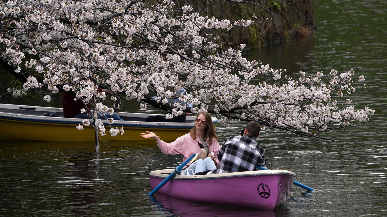 Tokyo sakura splendor: Tourists flock to Japan capital's top spots to revel in late-blooming cherry blossoms