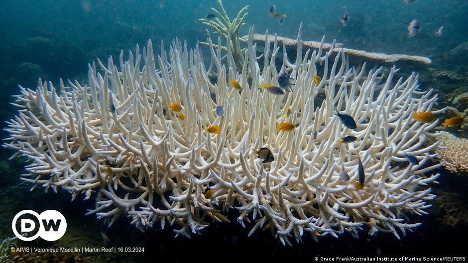 World sees 'severe' coral bleaching event — US agency – DW – 04/15/2024