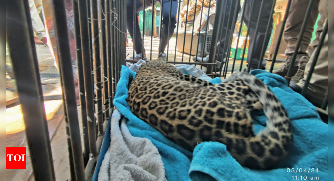 Young Leopard rescued after being hit by vehicle near Turahalli Forest Reserve | India News – Times of India